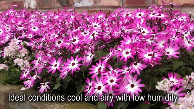 Production Tips For Growers: Senetti Pericallis