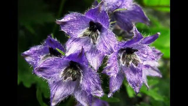 цветочное замечательное смотреть онлайн