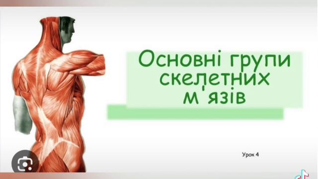 Будова та типи м'язів смотреть онлайн