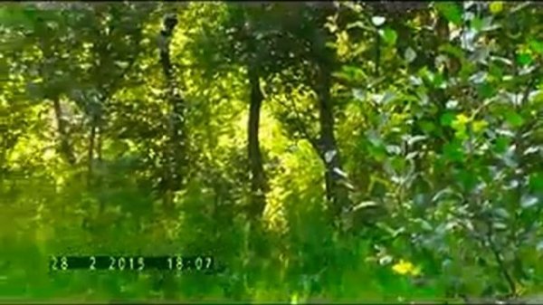 Tebriz Asiqlari Asiq Vedud.    Muxeyi Asiq Havasi