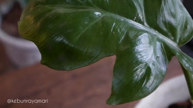 #PLANT PHILODENDRON DISTANTILOBUM | BABY PLAN смотреть онлайн