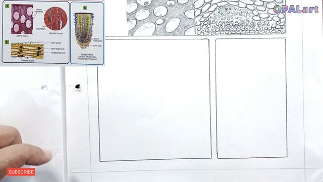 9th FB Biology Diagram 16-Plant Tissues смотреть онлайн