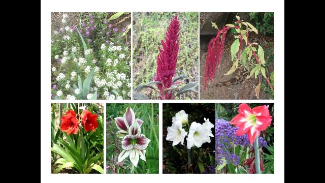 Pasadena Grows: Fall and Winter Planting смотреть онлайн