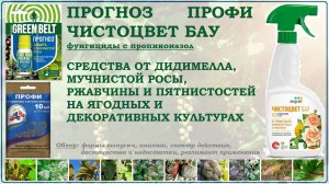 Прогноз, Профи и Чистоцвет БАУ- средства от дидимелла, ржавчины, мучнистой росы и пятнистостей