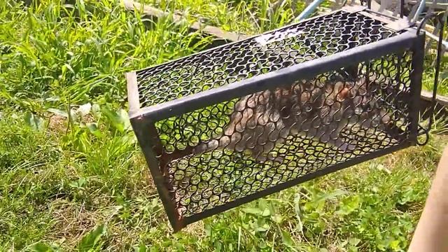 Реакция кота на крысу смотреть онлайн