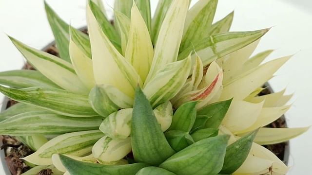 Haworthia marumiana f. variegata смотреть онлайн