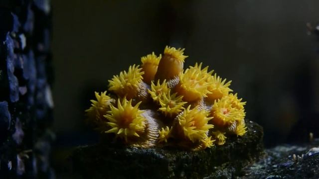 Sun Coral - Frag Growth And Feeding In 16 x Speed смотреть онлайн