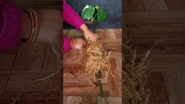 Monstera Support 101: Create a Climbing Paradise with Coco Coir & Tree Branch! смотреть онлайн