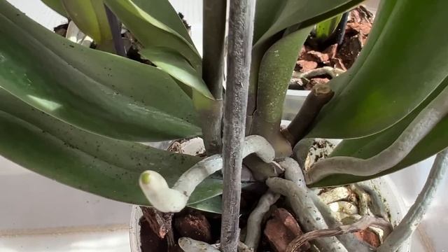 Орхидеи к 8 Марта. Лас Вегас, Сого Лоуренц, Бронзовый Будда, Пикассо, Перфюмерные Фабрики... смотреть онлайн