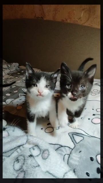 Котята в добрые руки смотреть онлайн