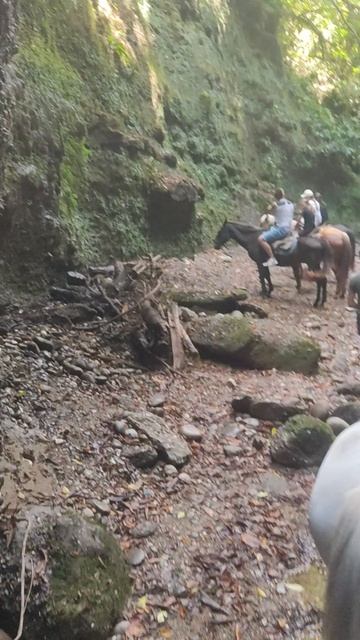 Абхазия,конная прогулка в ущелье Бабы Яги. смотреть онлайн