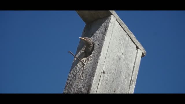 В деревне. Июнь. Республика Коми