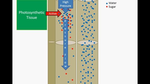 Sugar Transport: Pressure Flow Hypothesis смотреть онлайн
