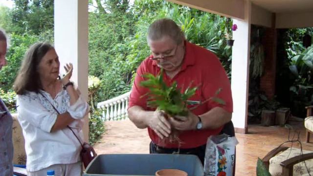 dendrobium with baby ring.mov смотреть онлайн