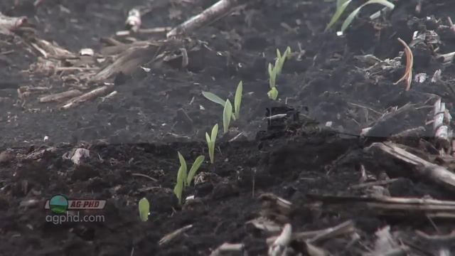 Pre-Emerge Corn Herbicides #731 (Air Date 4/8/12) смотреть онлайн