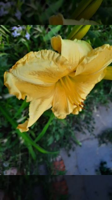 Мой замечательный лилейник...подарок от подруги. смотреть онлайн