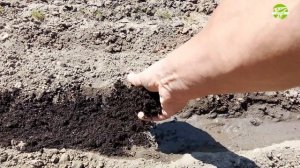 Когда и как сажать перец чили семенами в открытый грунт