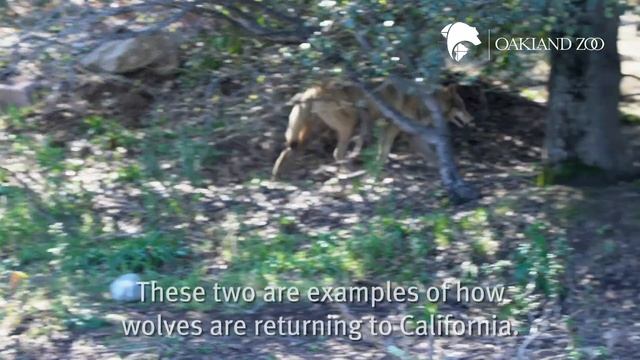 Meet Sequoia and Siskiyou the Gray Wolves смотреть онлайн