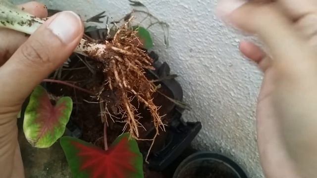 || HOW TO REPOT CALADIUM || смотреть онлайн