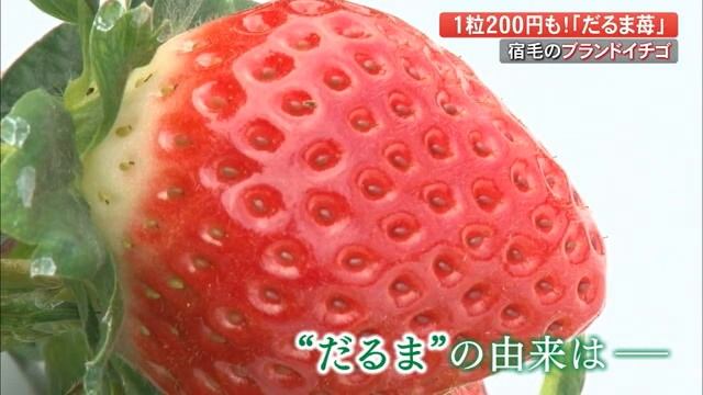 1粒200円！真っ赤な夕日から名付けられたブランドいちご 「だるま苺」を宿毛の名物に【高知】 (21/12/21 19:00) смотреть онлайн