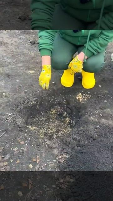 Посадка смородины на штамбе 🙌 смотреть онлайн