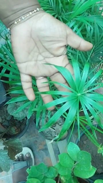 umbrella palm #wtsp9947132040 #lovemyplants #onlineplants смотреть онлайн