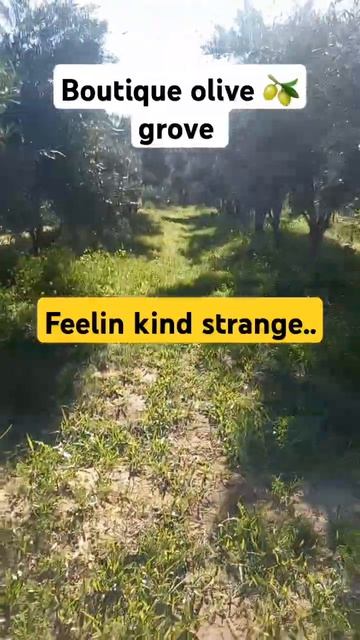 Boutique Olive 🫒 Grove - feelin kinda strange with no more olives on the trees. #oliveharvest смотреть онлайн