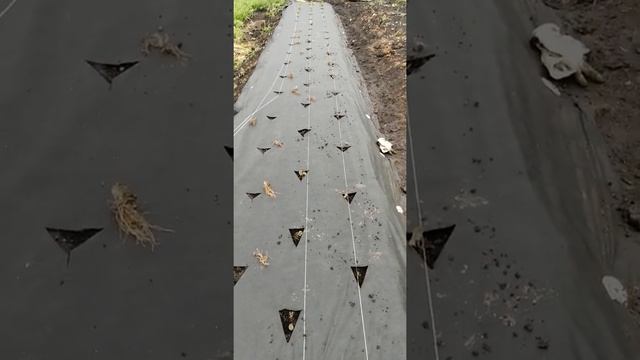 Клубника под материалом. смотреть онлайн