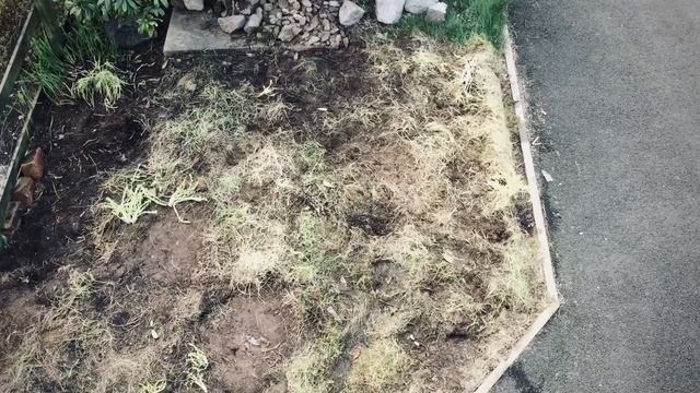 Front garden transformation, First harvest, 225 Daffodils & Planting a Meadow | @smallgreyhouse смотреть онлайн