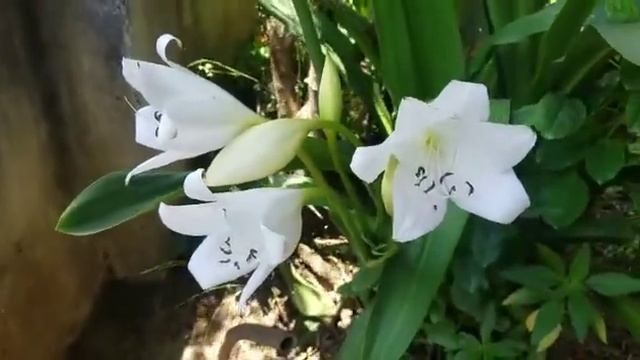 Beautiful Vesak Flowers In Sri Lanka | SAHIRU S. K. CREATIONS смотреть онлайн