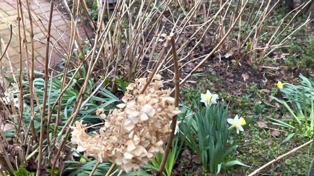 (PART-1 )Pruning Hydrangeas ,panicle hydrangea,Pruning Hydrangeas in my garden ,Hydrangea Care Tips смотреть онлайн