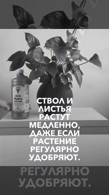 Як визначити, що рослині тісний горщик? смотреть онлайн