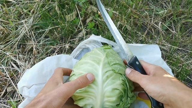 Капуста КЕВІН F1 / KEVIN F1 - Syngenta #капуста смотреть онлайн