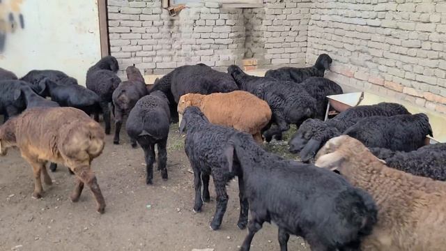 3 ОЙЛИК КУЗИЛАР КЕЛДИ АРЗОНЧИ АКАГА ☎️+998916784343☎️ смотреть онлайн