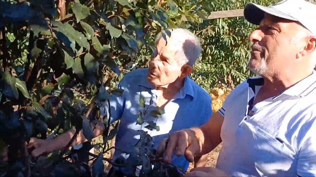 Frank from Flinders Park, SA - Part 4 смотреть онлайн