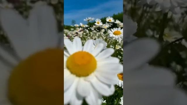 Чёрная смородина