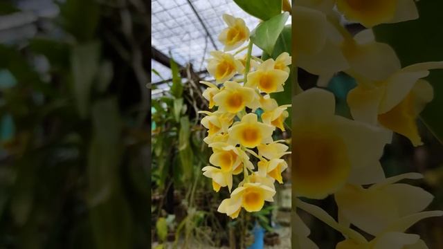 Dendrobium griffithianum x Dendrobium densiflorum смотреть онлайн