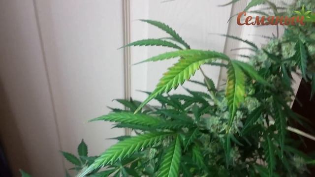 Auto White Widow fem Pyramid Seeds смотреть онлайн