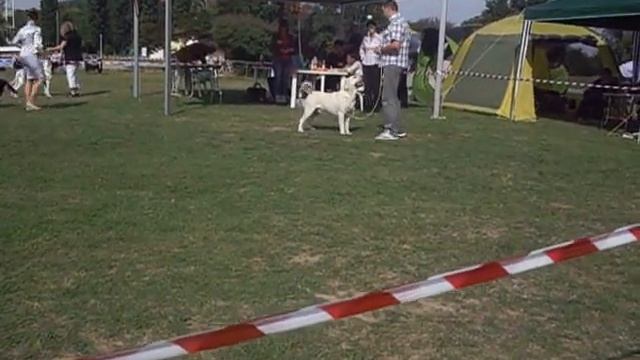 Working labrador retriever CACIB Osijek 2013 смотреть онлайн