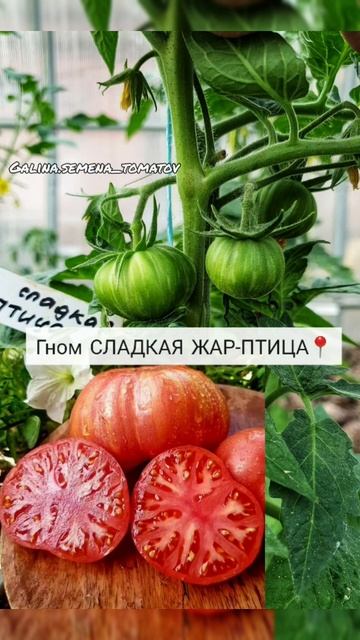 ТОМАТЫ - ГНОМЫ📍 #помидоры #dwarf #огород #томаты #огурцы #tomato #tomatoes #рассада #подкормки смотреть онлайн
