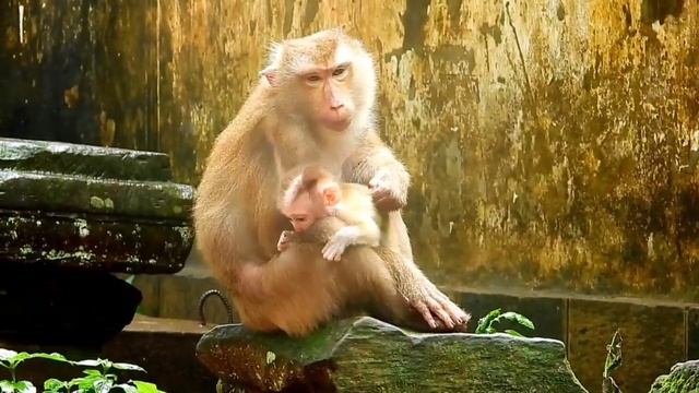 Mommy Monkey Libby Grab Leo's Tail Doesn't Allow Baby Monkey Leo Go Far