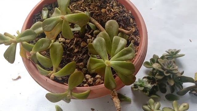 ECHEVERIA CHROMA RECOMENDED TO BEGINNERS смотреть онлайн