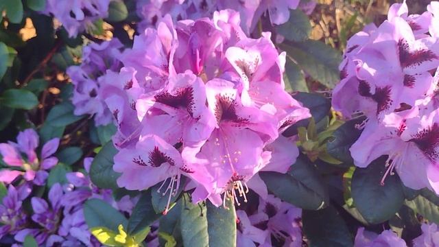 Beautiful Rhododendron Blue Jay blooms in Smokey's Magical Garden смотреть онлайн