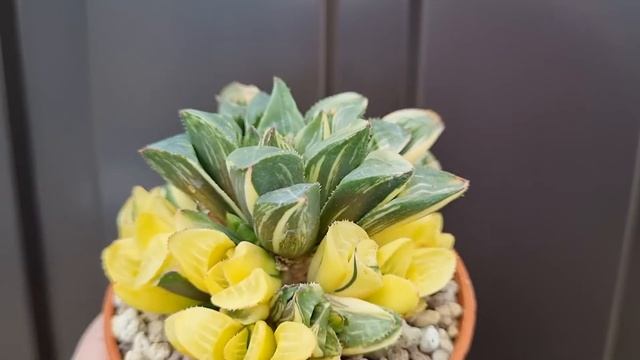 Haworthia Retusa variegated смотреть онлайн