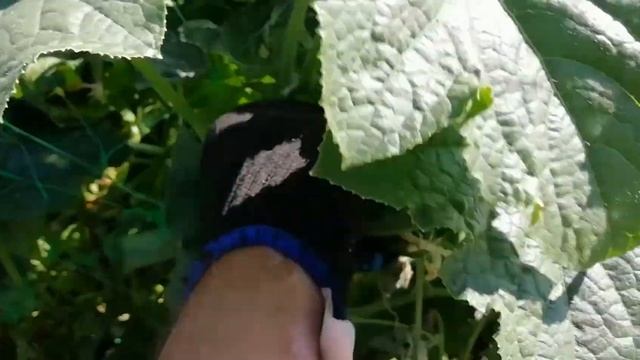 в Сибири сбор Огурцов. смотреть онлайн