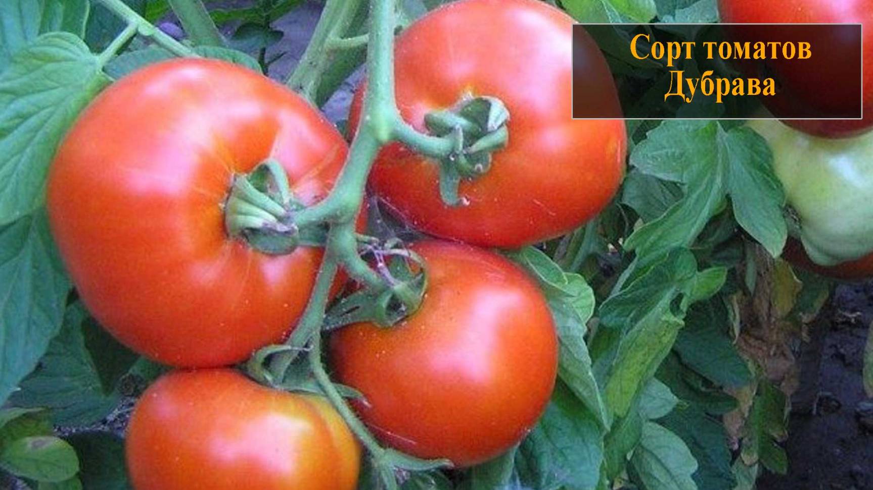 Томат сорта Дубрава смотреть онлайн