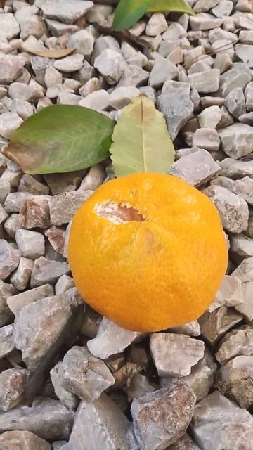 Tangerine from the Tree смотреть онлайн