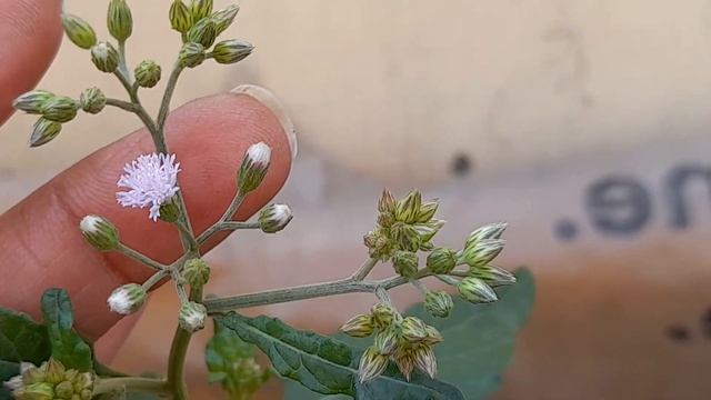 Sehdevi plant( purple fleabane). चमत्कारिक दिव्य औषधि और वास्तु दोष दूर करने वाला पौधा। смотреть онлайн