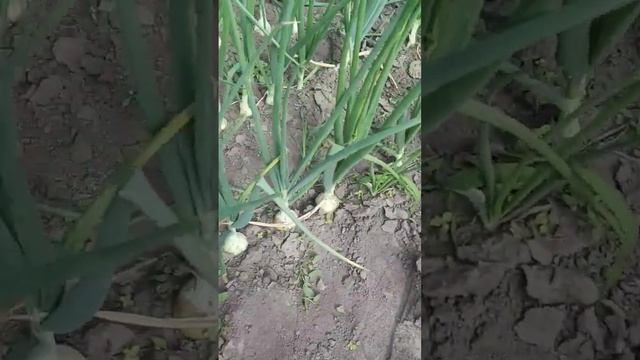 лук эксибишин смотреть онлайн