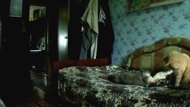 Кот здесь главный смотреть онлайн